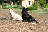 SCOTTISH TERRIER 234